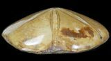 Polished Fossil Sand Dollar (Mepygurus) - Jurassic #41422-1